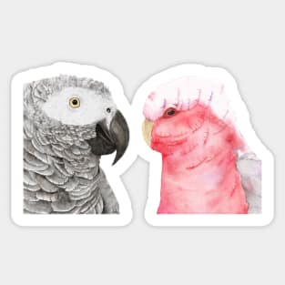 African gray and pink cockatoo in watercolor Sticker